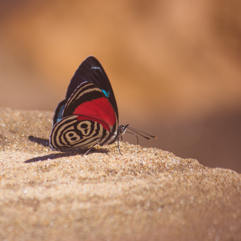 Diaethria clymena butterfly