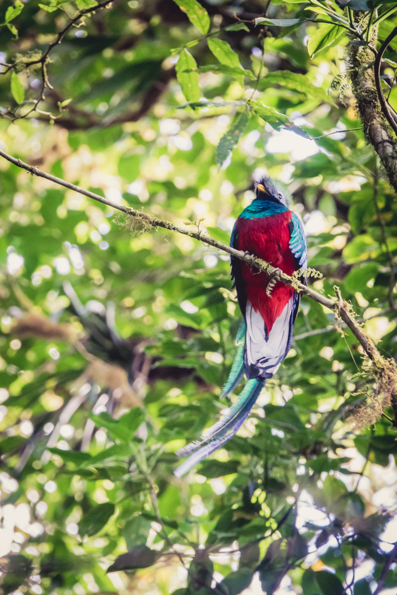 The legendary Resplendent Quetzal