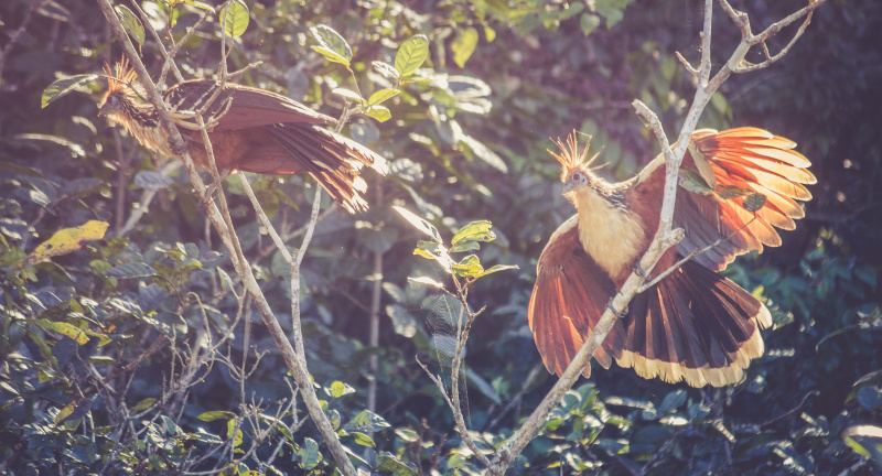 A pair of Hoatzin