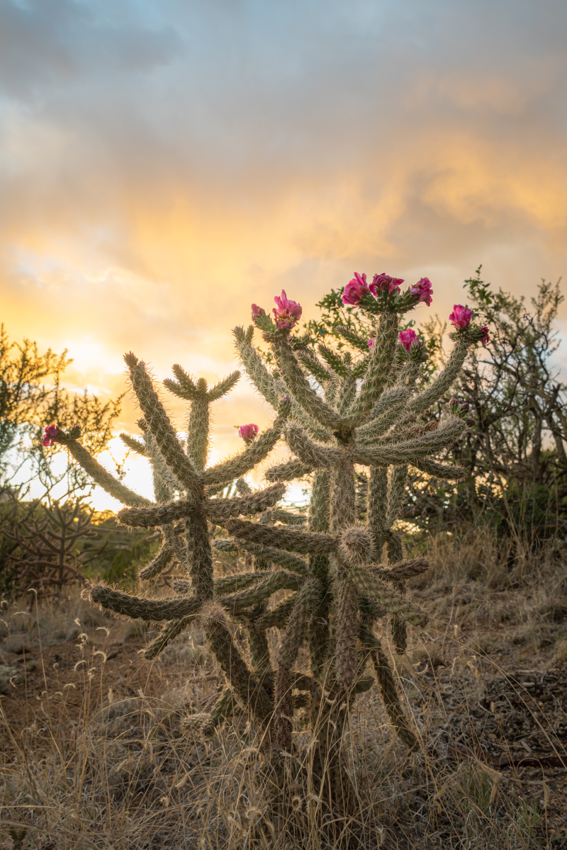 Blooming sunset cholla