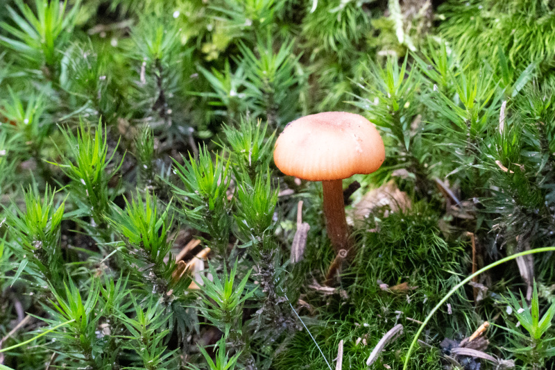 Mini Mushroom