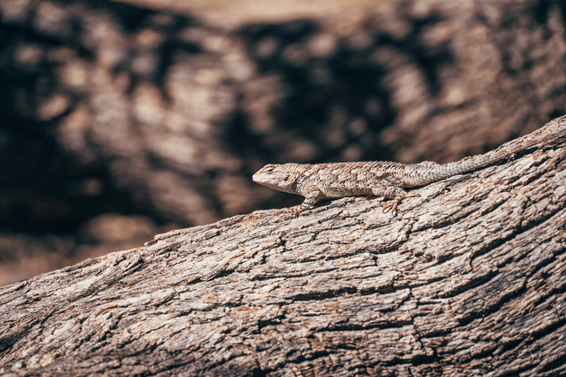 Lounging Lizard at City of Rocks