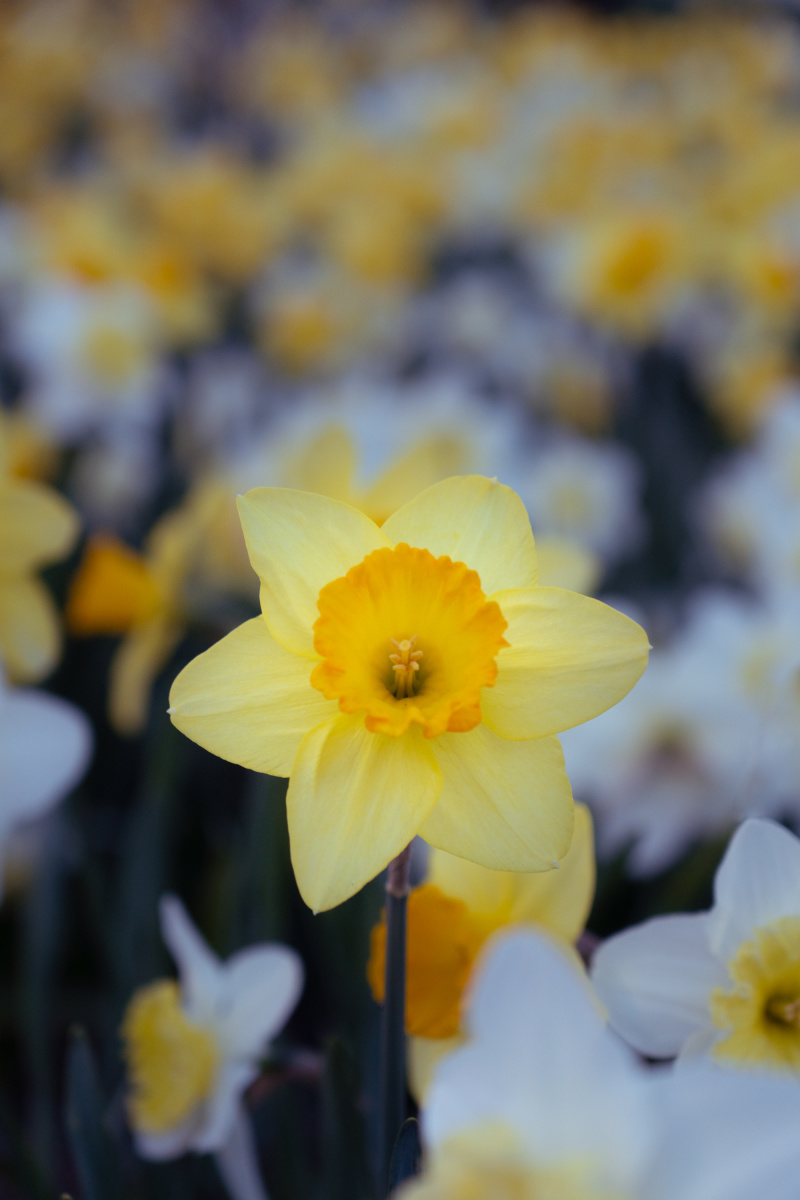 Field of Daffodils