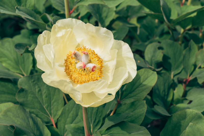 Weird looking flower bloom