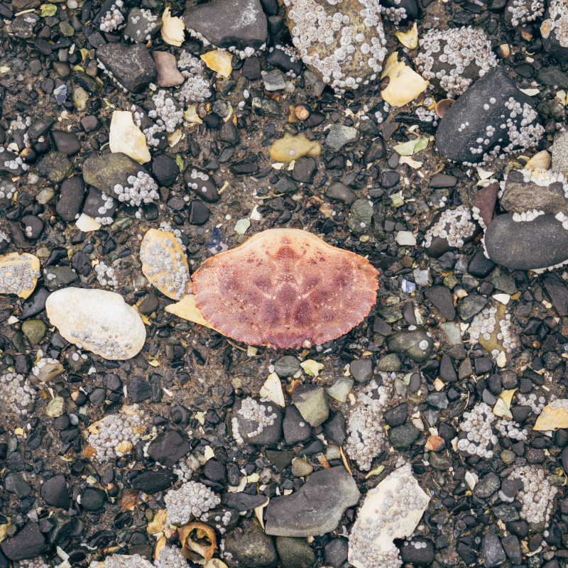 Beach Crab Shell