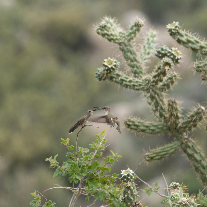 Hummingbirds in the Sandias