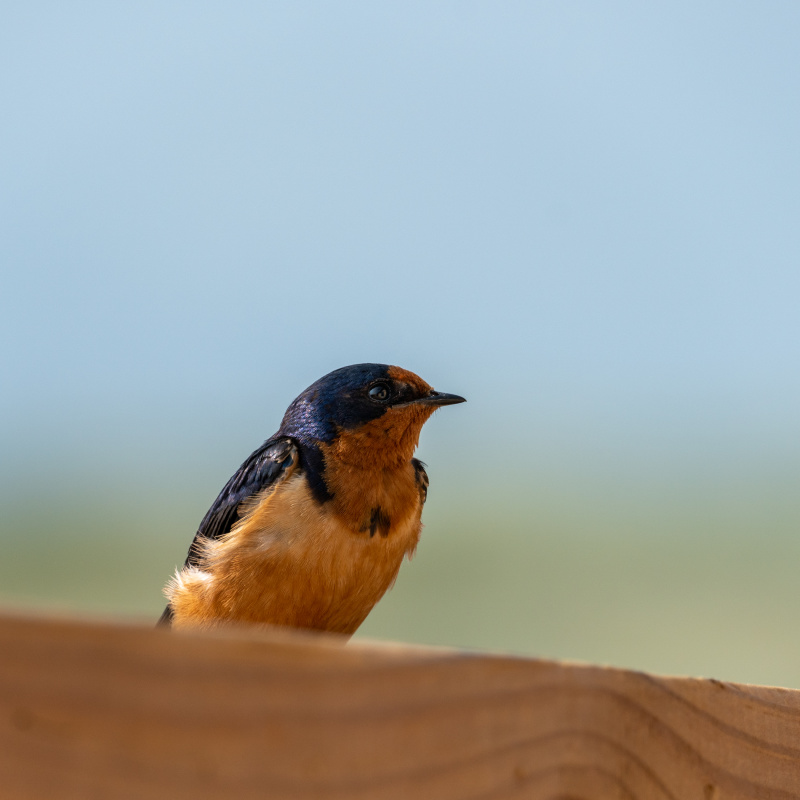 Bird at the visitors center