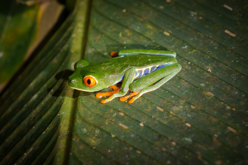 Red eye tree frog closeup