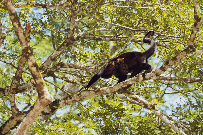 Howler Monkey Family