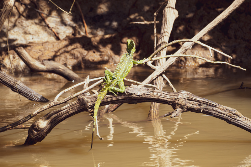 Basalisk Lizard sunning