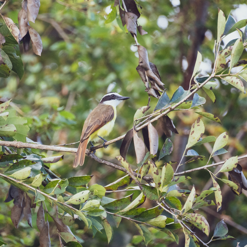 Great Kiskadee