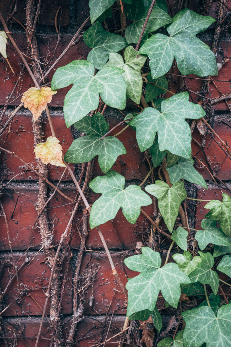 Cascading Ivy