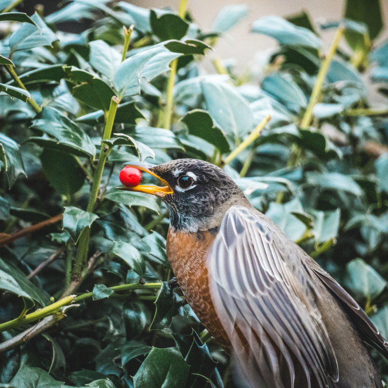 Bird snack