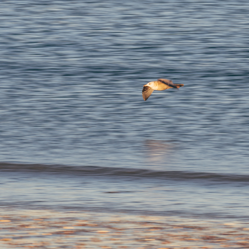 Tracking seagull