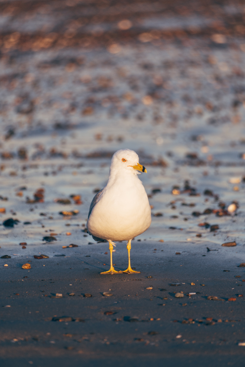 Seagull Portrait