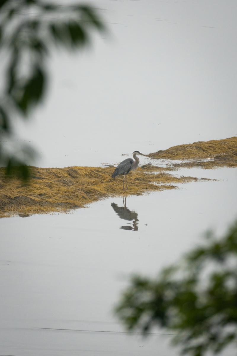 Crane through the trees