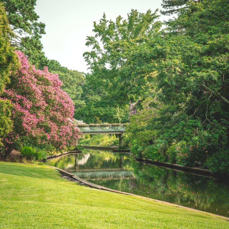 Sea of green bridge