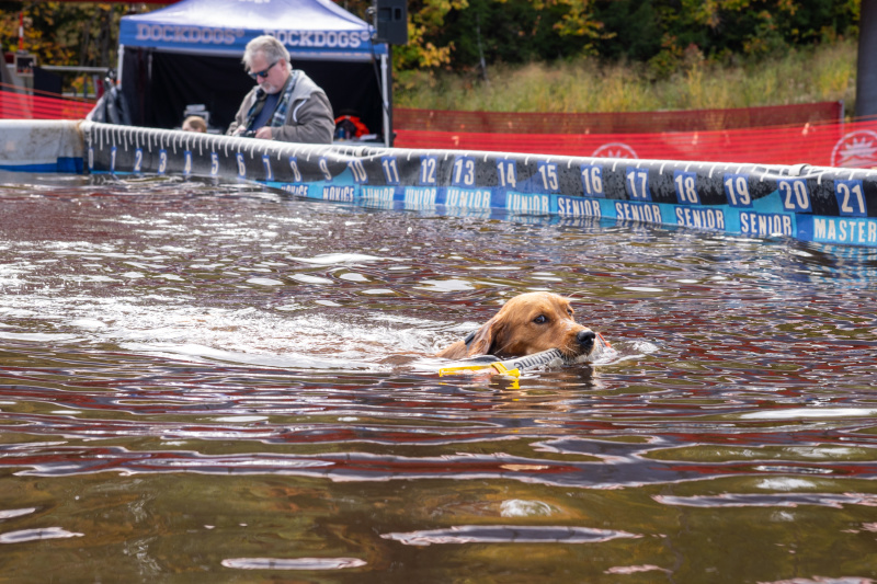 Good boy swimming Good boy swimming