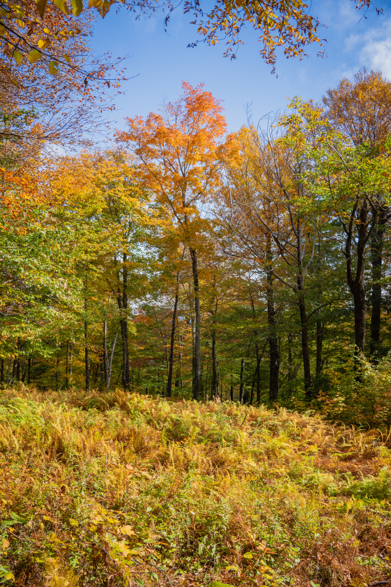 Clearing in the forest Clearing in the forest