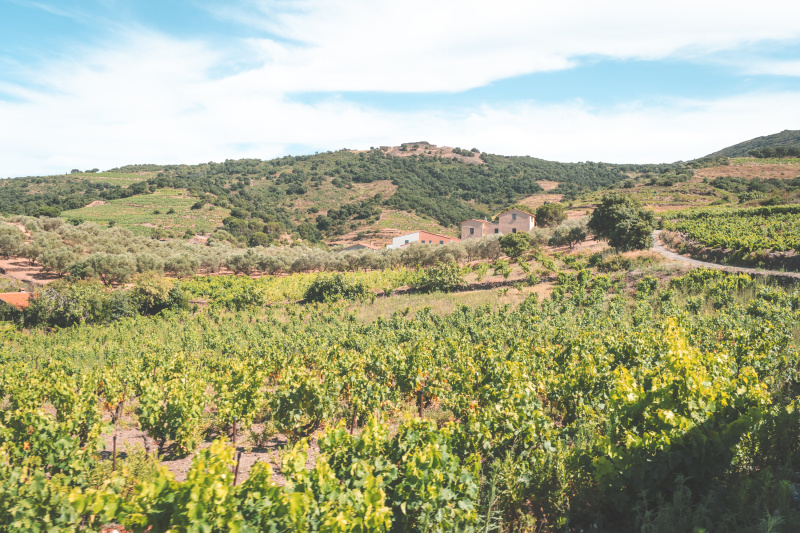 Wine has been grown here for many centuries Wine has been grown here for many centuries