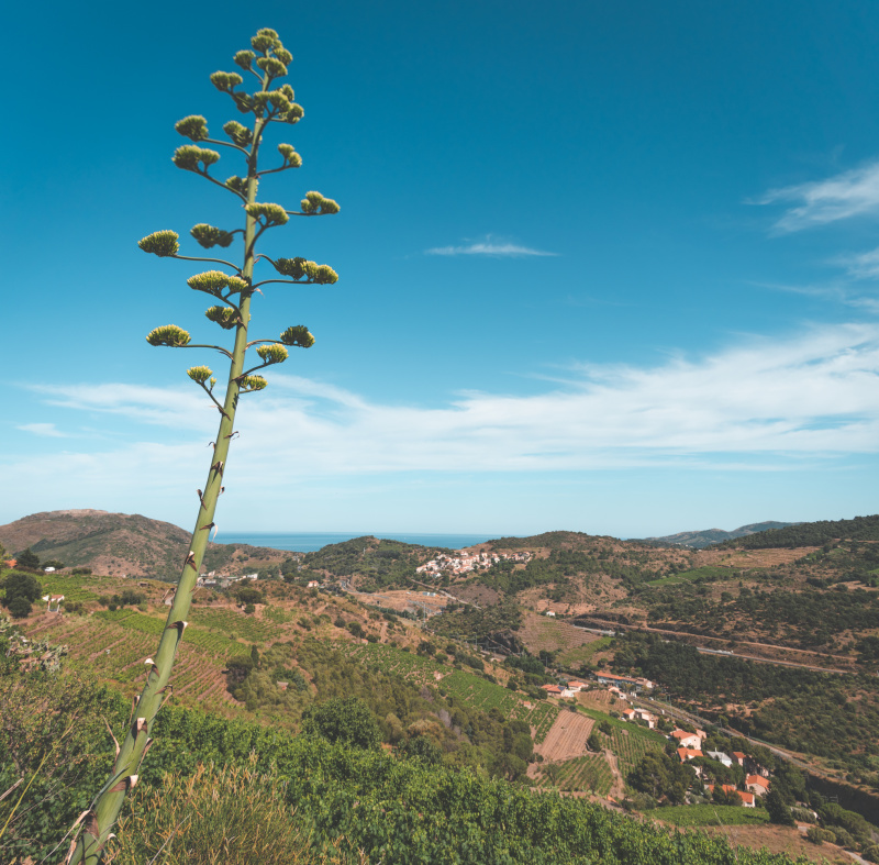 Surprised to see century plant up here Surprised to see century plant up here