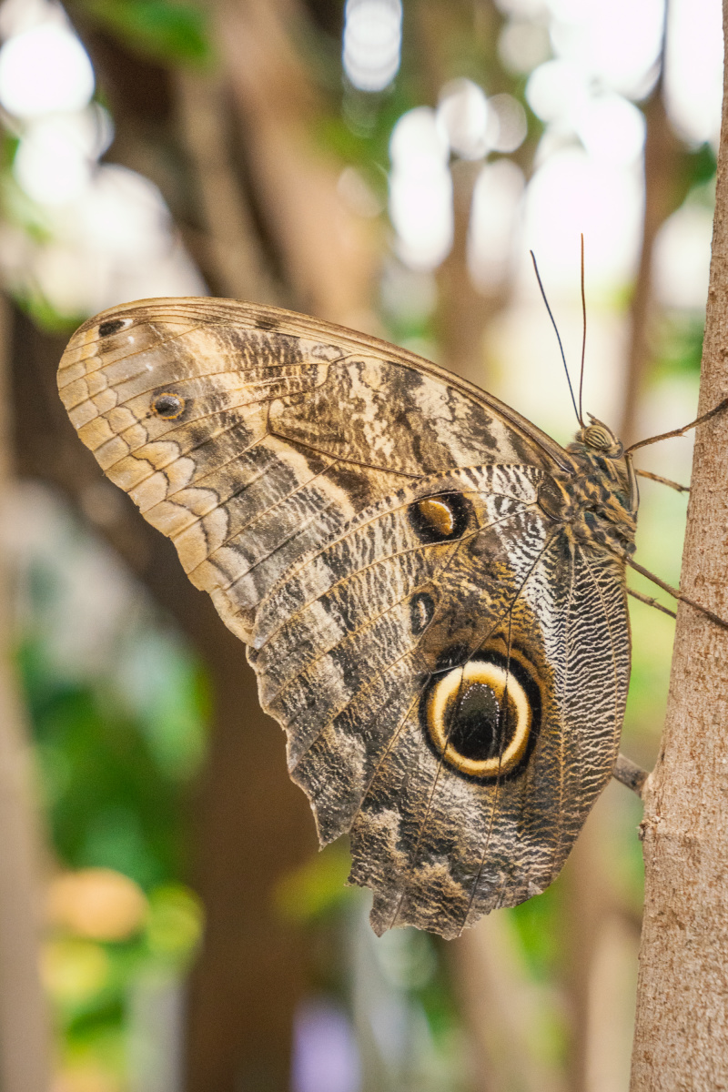 Butterfly closeup