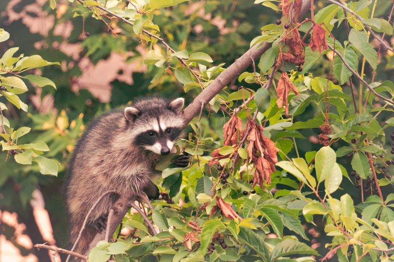 Racoon getting breakfast