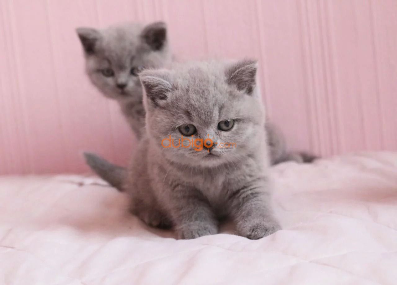 Adopt Pets In Dubai Abu Dhabi United Arab Emirates Dubigo Com