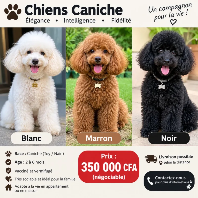Chien caniche toy 3