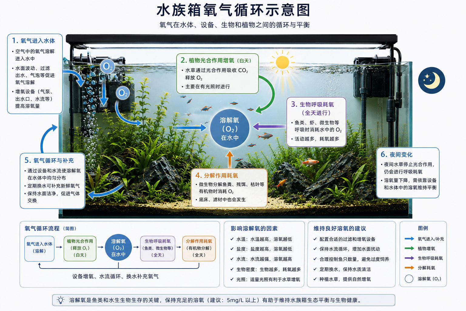 Aquarium oxygen cycle — O₂ enters at the surface, is produced by photosynthesis, and is consumed by respiration day and night