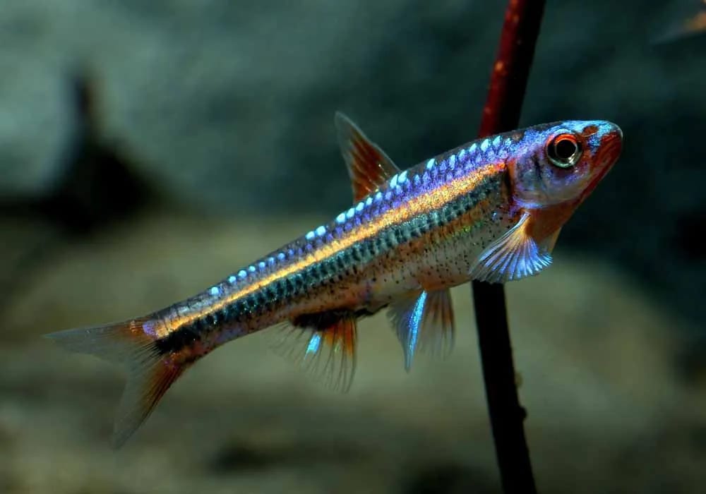 Rainbow shiner