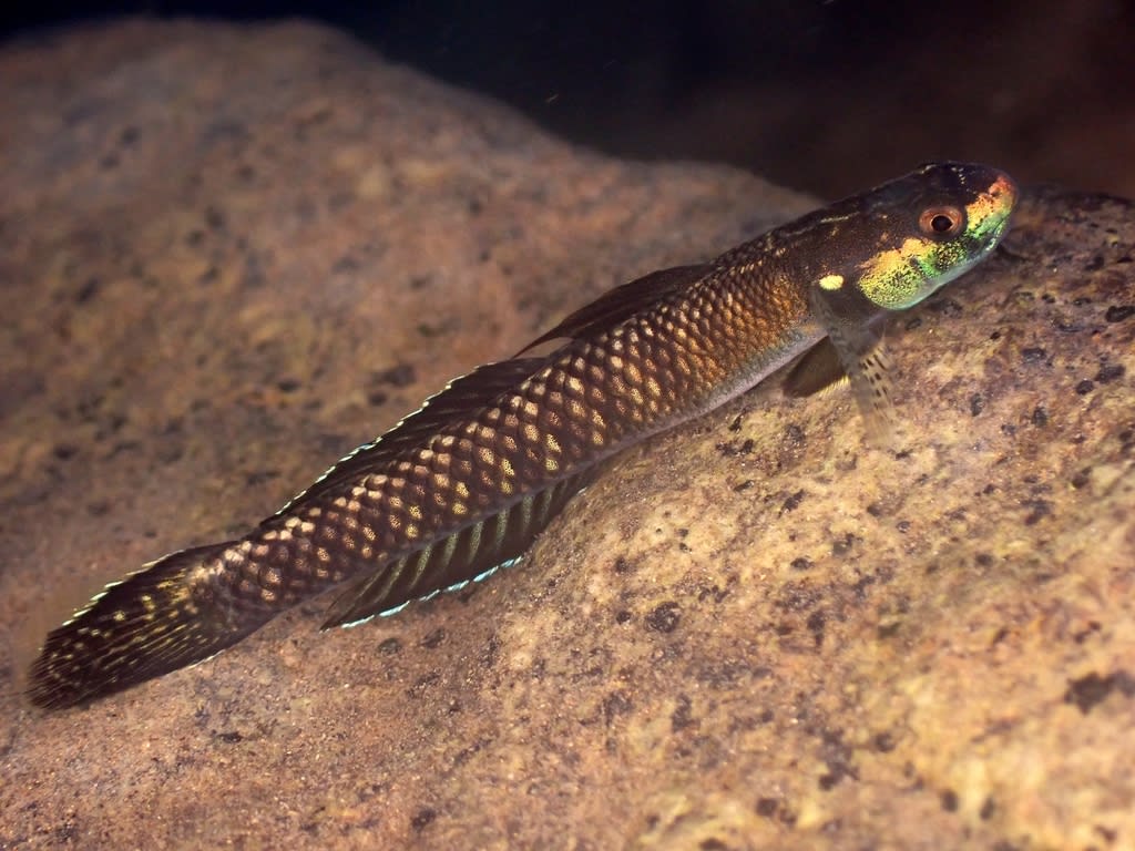 Pelew Stiphodon
