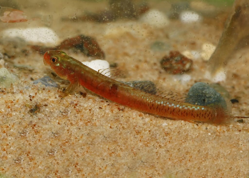 Surrufus Stiphodon