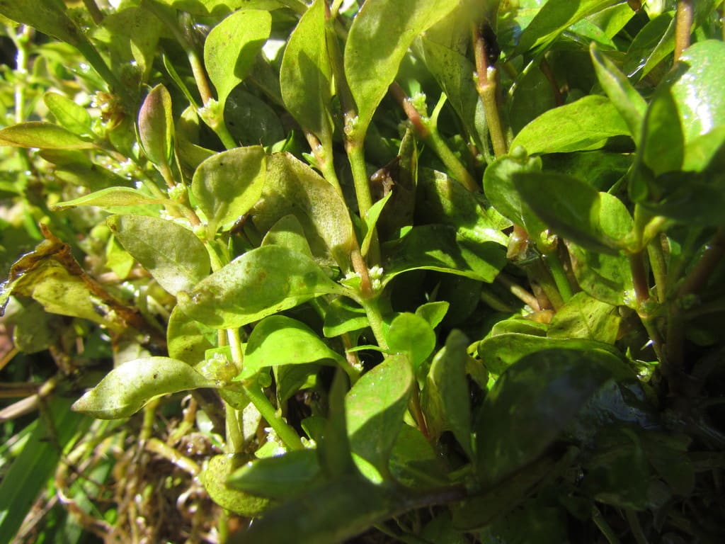 Mini Alternanthera