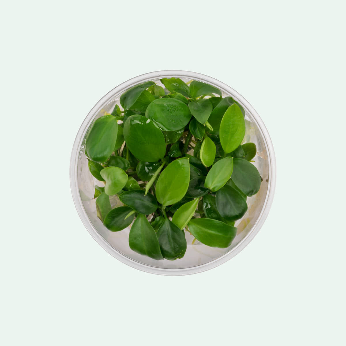 Broad Leaf Anubias