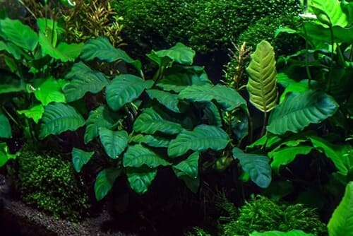 Coffeefolia Anubias