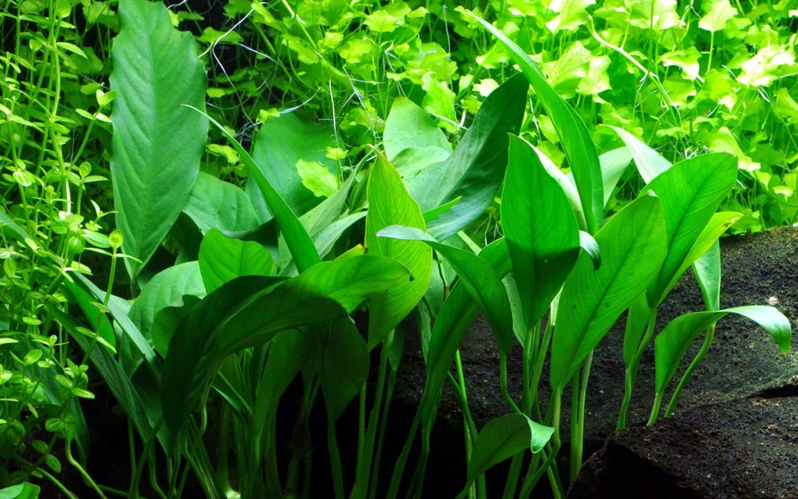 Glabra Anubias