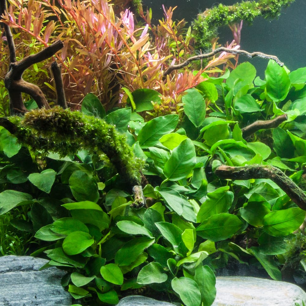 Dwarf Anubias