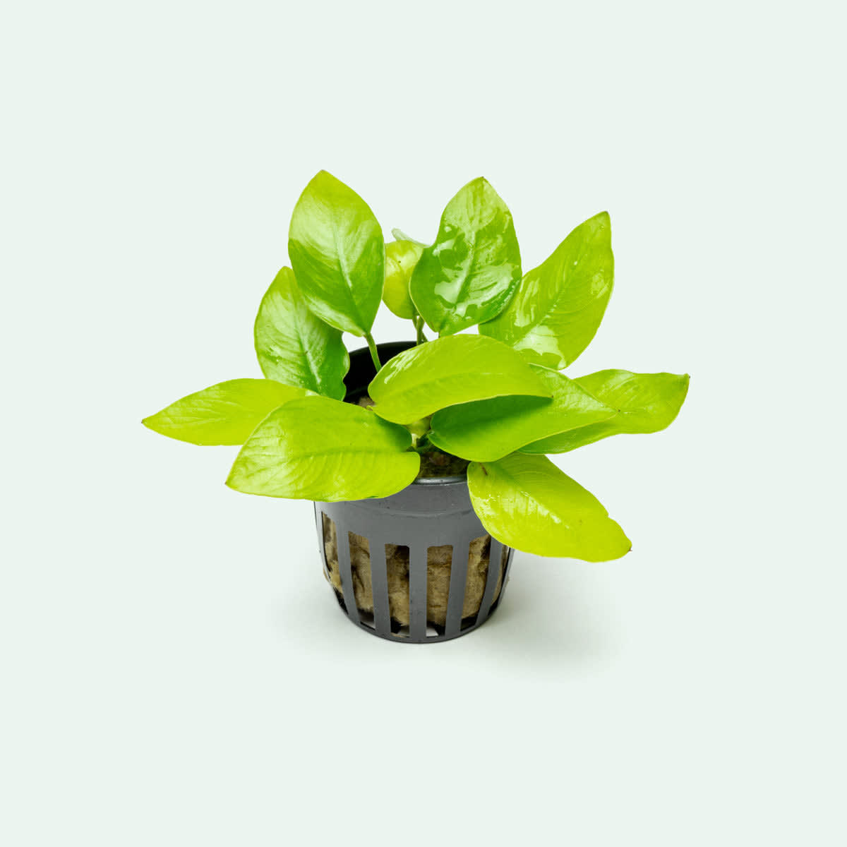 Gold Dwarf Anubias
