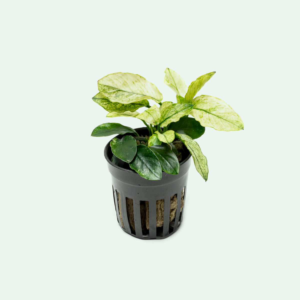 Pinto Anubias