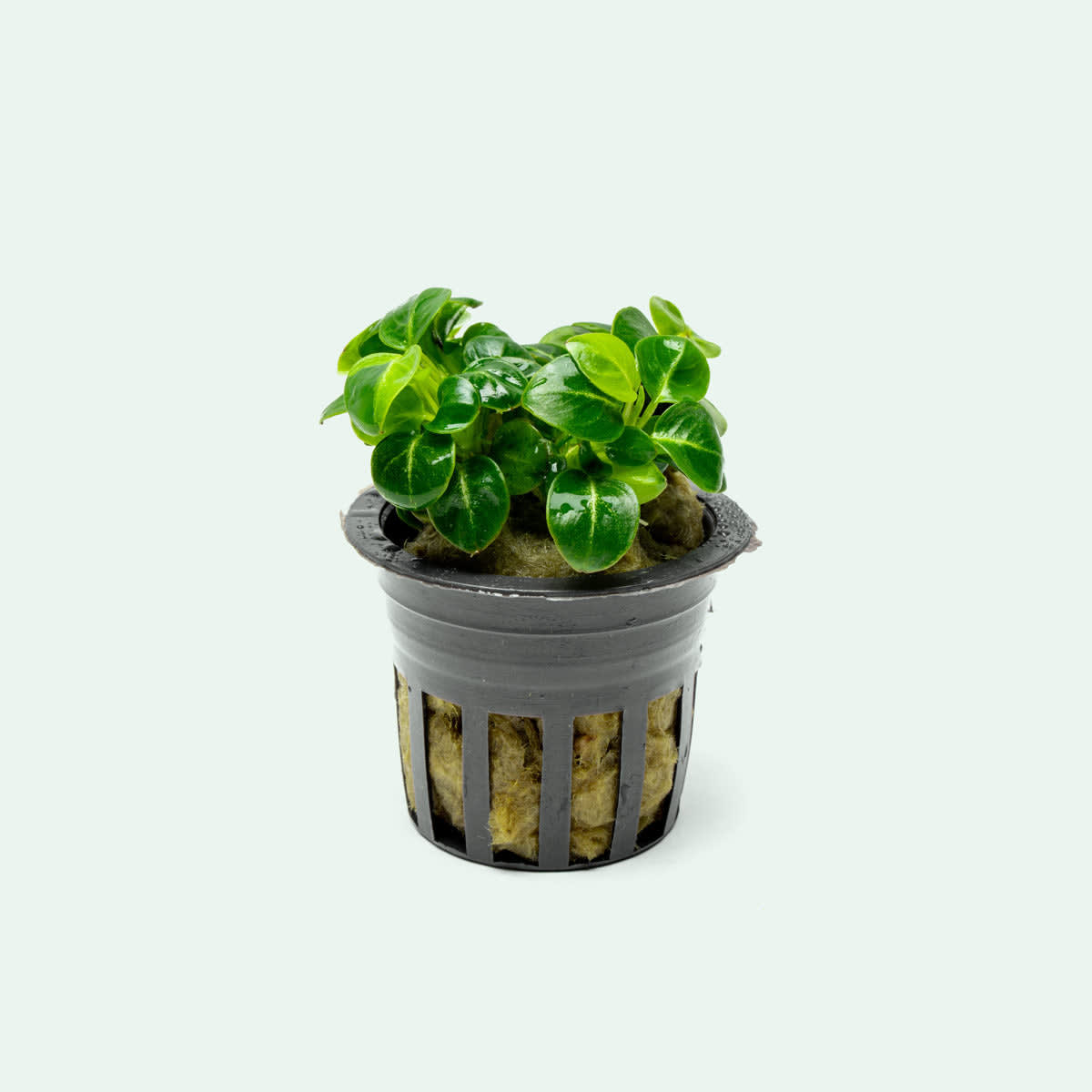 Stardust Anubias