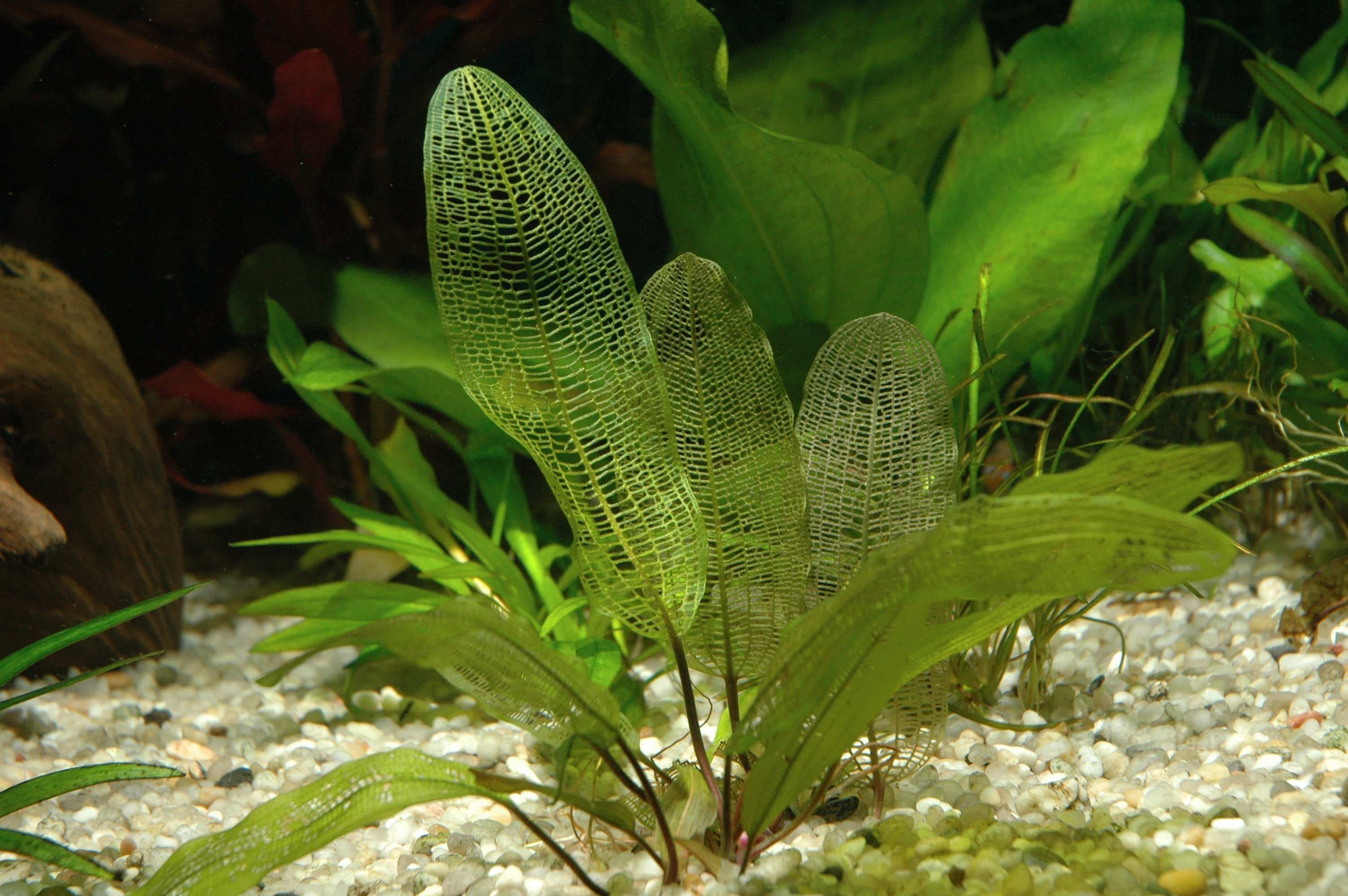 Lace Plant