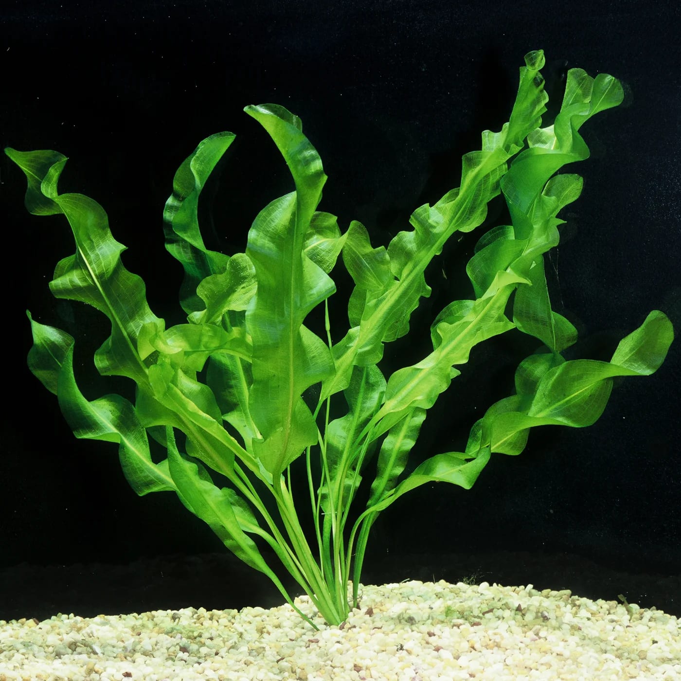 Ulvaceus Aponogeton