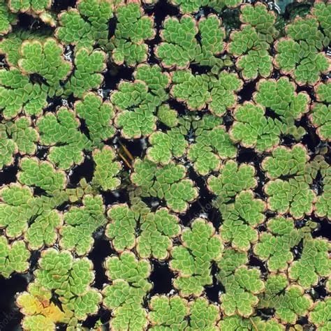 duckweed fern