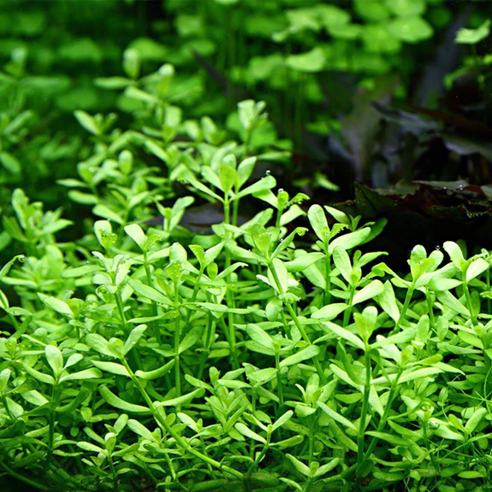 Compact Bacopa