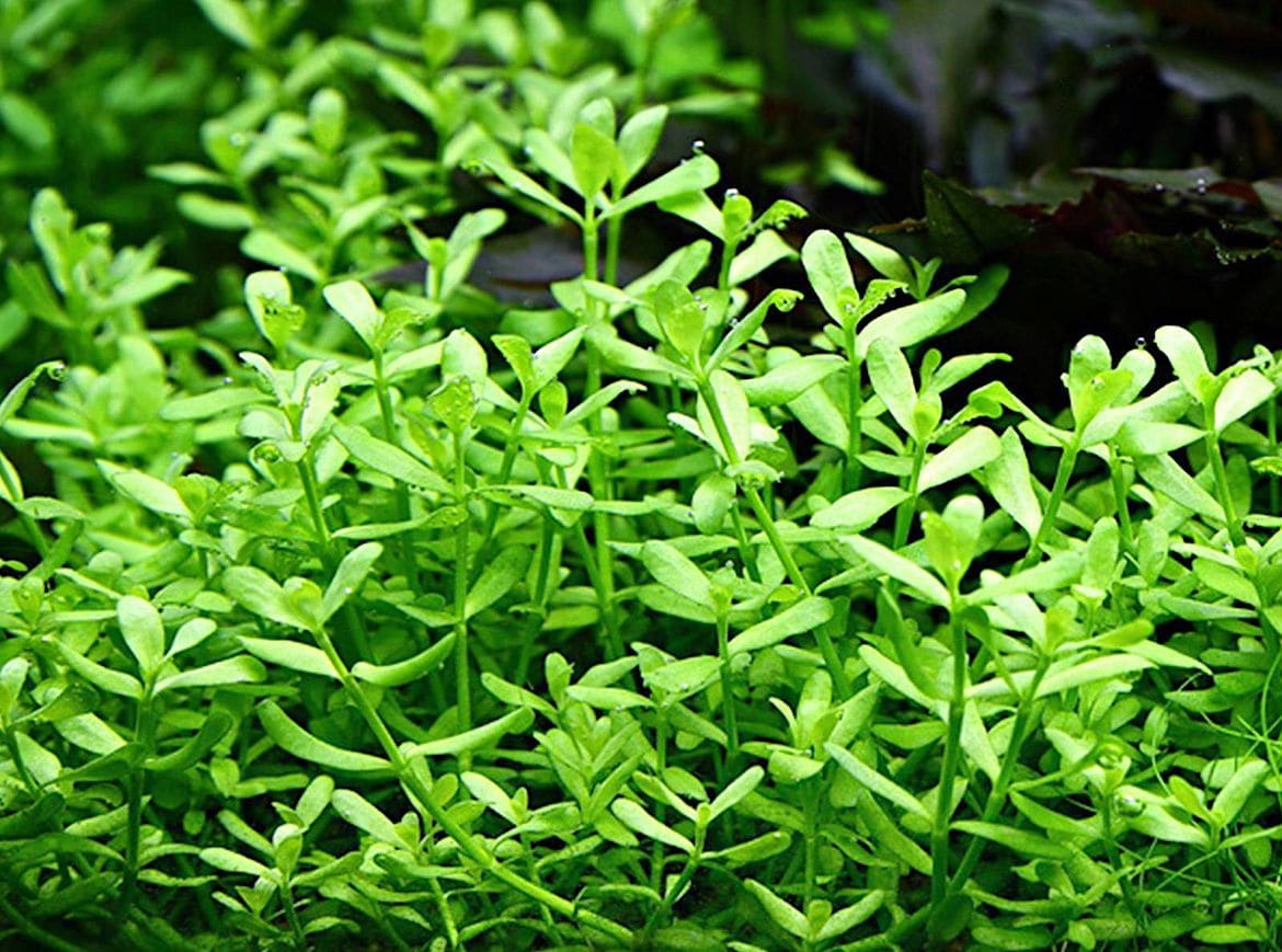 Moneywort