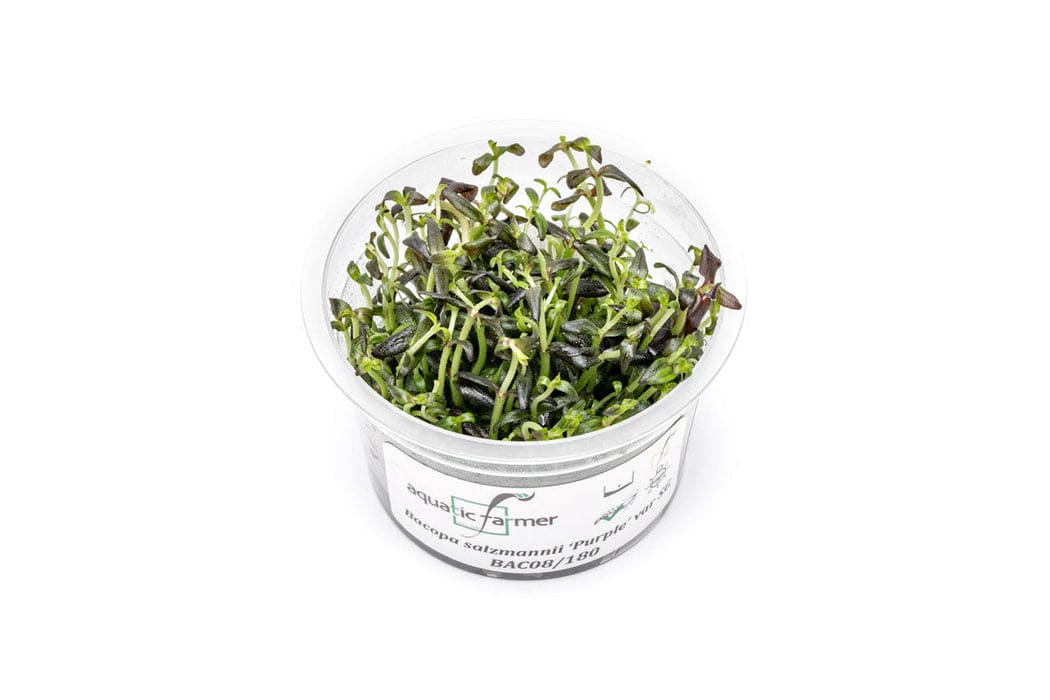 Purple Bacopa