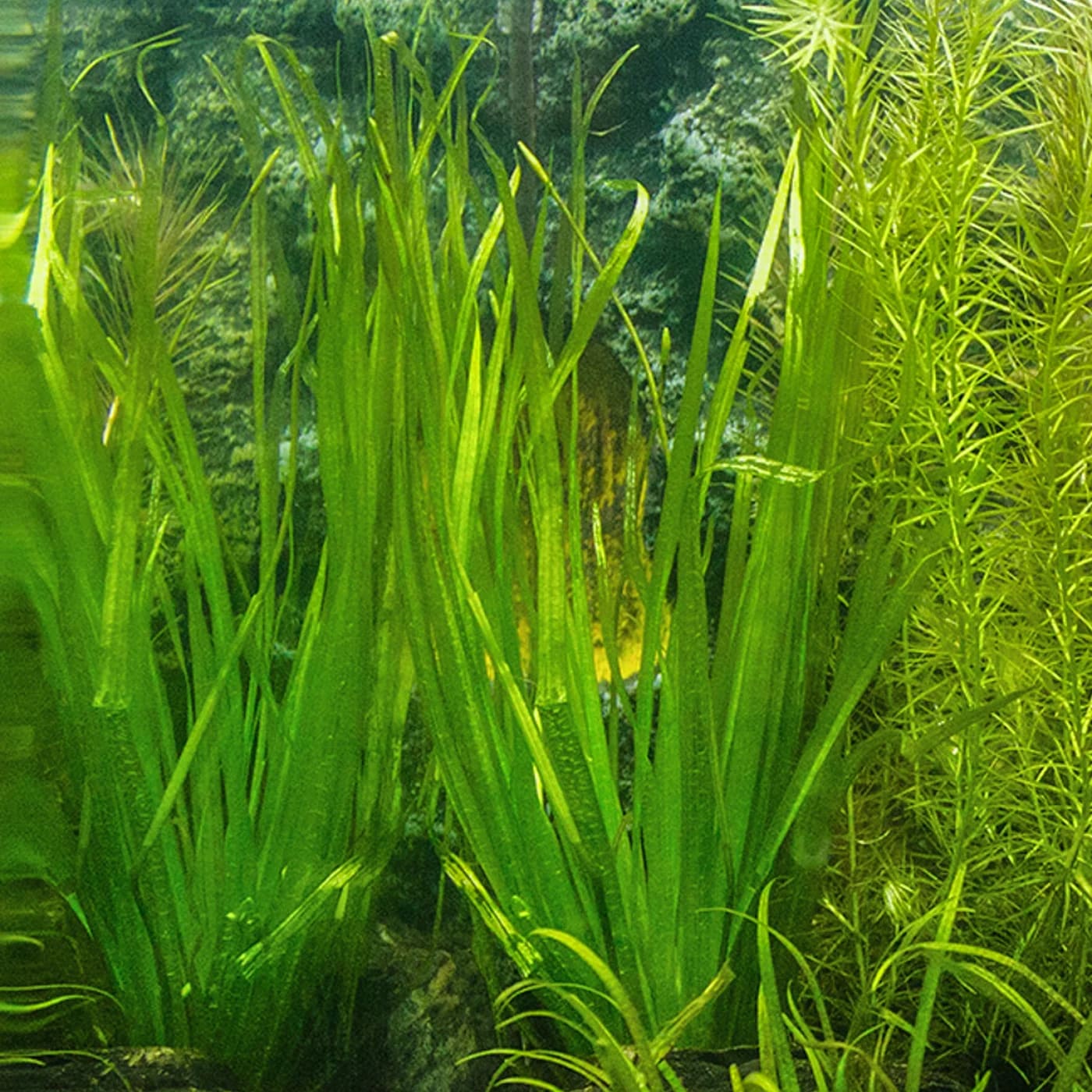 Round Fruit Blyxa