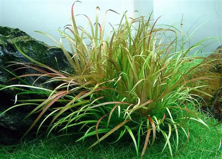 Echinosperma Blyxa