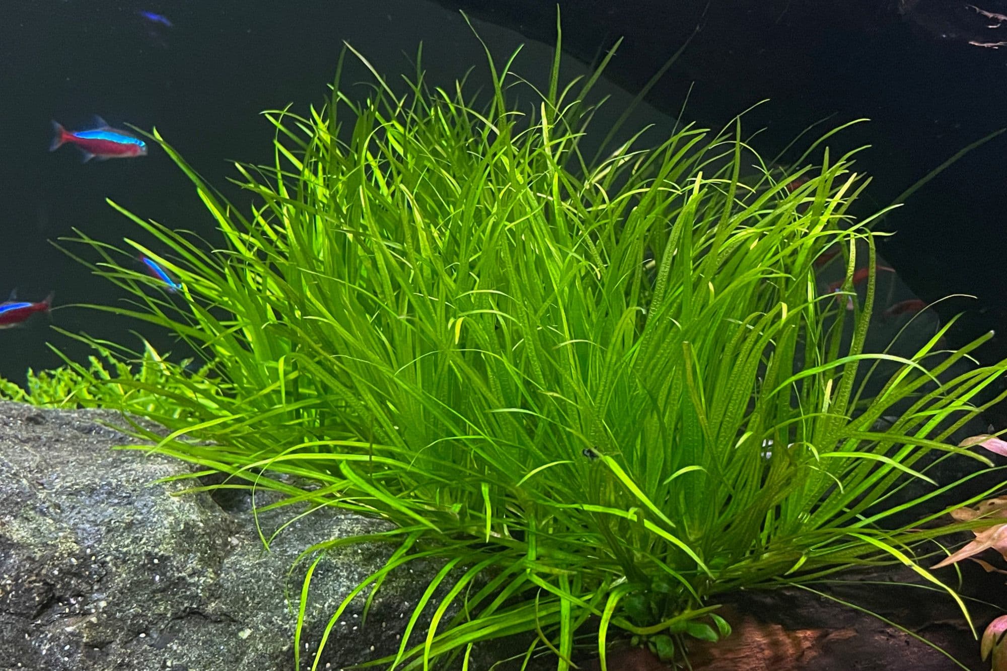 Japanese Blyxa